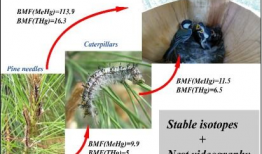 食物链视频,探寻生态系统中能量流转的奇妙旅程